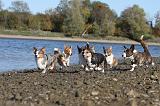 CORGI CARDIGAN 091